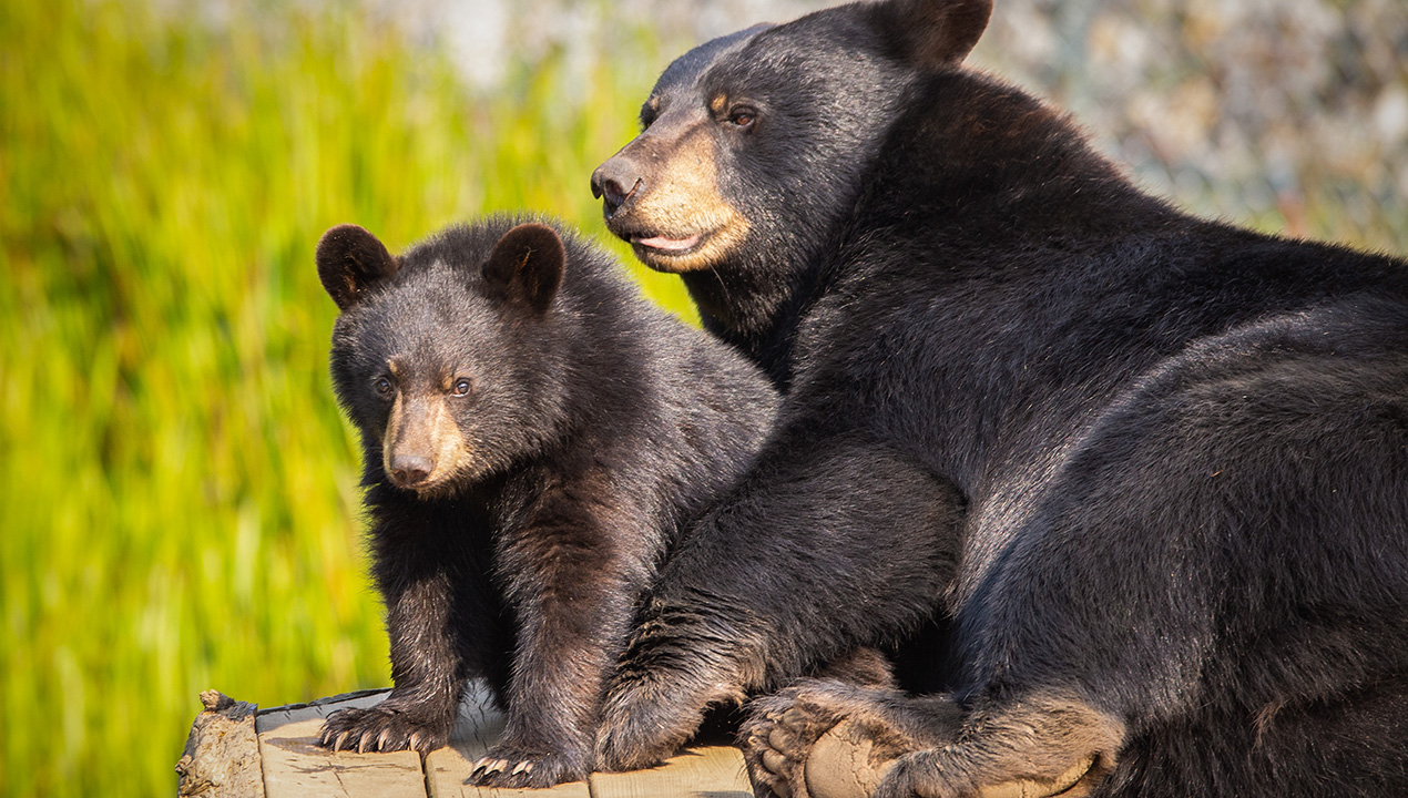 Parc Oméga au cœur de la vie sauvage — Quoi faire au Québec