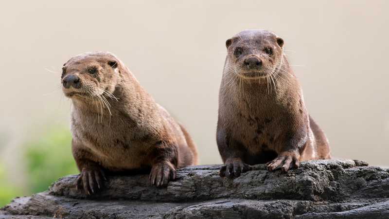 Visitez le Zoo Ecomuseum : une activité naturellement responsable
